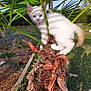 kitten, white_cat, blue_eyes, palm_tree, green_leaves, outdoor, nature, garden, curious, exploring, animal, young_cat, sunlight, shadow, plant, trunk, grass, daylight, pet, feline