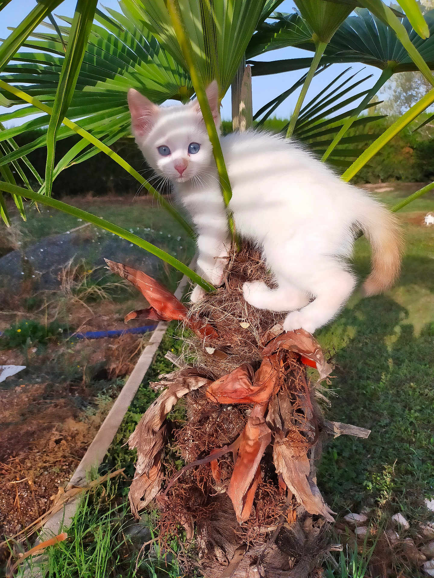 Daenerys