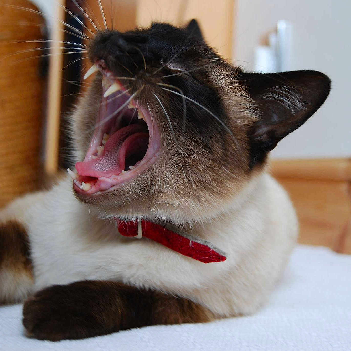 Charlie joined the competition — help win amazing prizes!