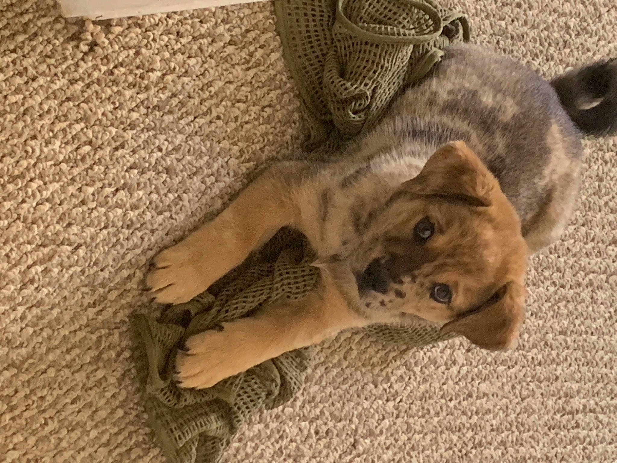 Mac is registered to the contest to win money with this photo: canidae, carnivore, cat, dog_breed, fawn, felidae, paw, puppy, small_to_medium_sized_cats, snout