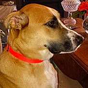 Bentley joined the competition — help win amazing prizes! animal, brown_fur, close_up, cozy, decorative_item, dog, domestic, furniture, glass_candy_dish, home_decor, indoor, living_room, orange_collar, orange_flower, pet, side_view, sitting, tabletop, vase, wooden_table