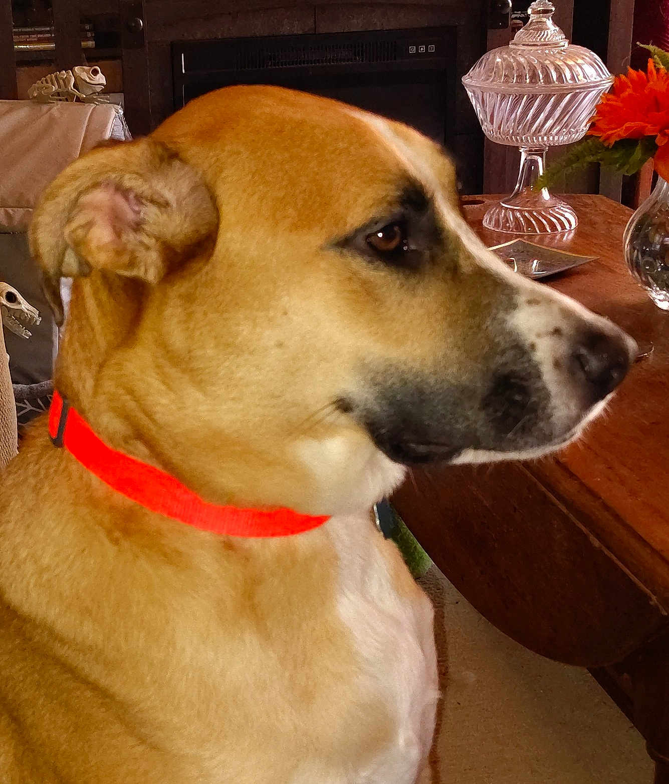Bentley joined the competition — help win amazing prizes! animal, brown_fur, close_up, cozy, decorative_item, dog, domestic, furniture, glass_candy_dish, home_decor, indoor, living_room, orange_collar, orange_flower, pet, side_view, sitting, tabletop, vase, wooden_table