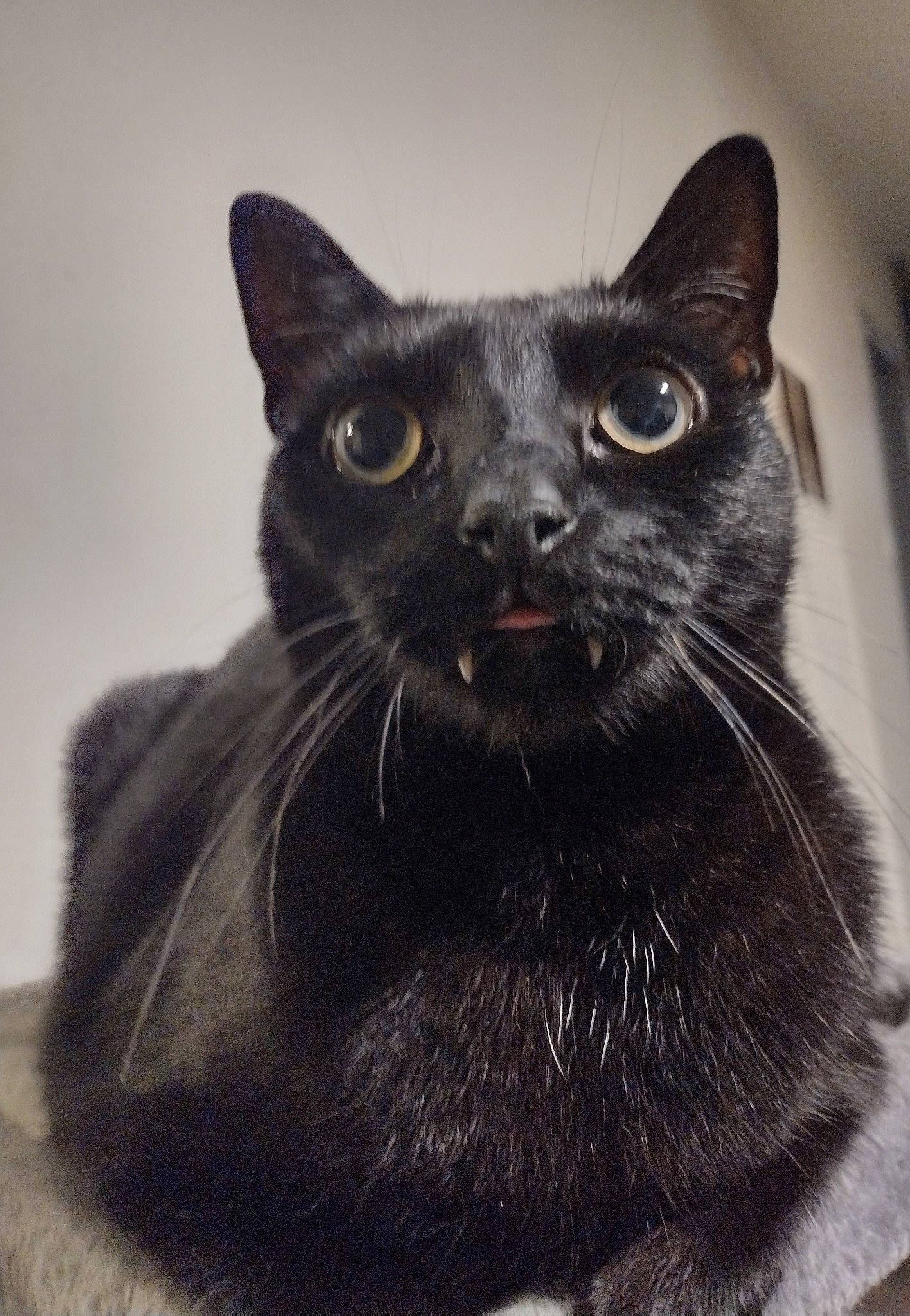 Simba joined the competition — help win amazing prizes! black_cat, bombay, carnivore, cat, domestic_short_haired_cat, eye, felidae, fur, grey, monochrome, monochrome_photography, small_to_medium_sized_cats, snout, terrestrial_animal, whiskers