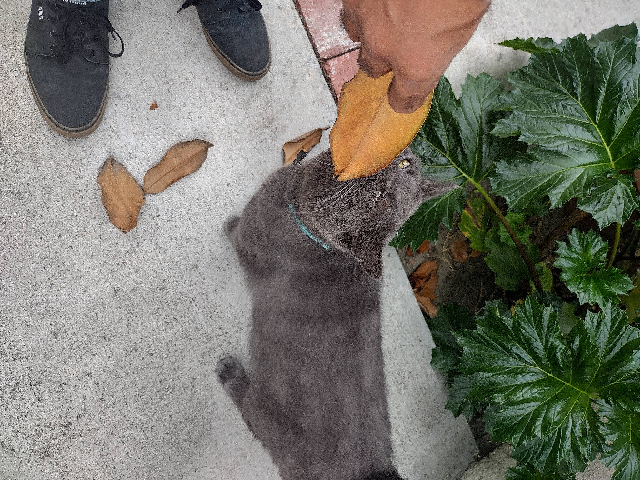 Simba joined the competition — help win amazing prizes! annual_plant, carnivore, cat, denim, felidae, flowerpot, foot, grass, groundcover, houseplant, human_leg, leaf, leaf_vegetable, plant, road_surface, small_to_medium_sized_cats, tail, terrestrial_plant, whiskers, wood