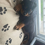 Power participe au concours pour gagner de l'argent avec cette photo : puppy, rottweiler, dog, blanket, paw_prints, window, indoor, floor, cozy, cute, young_dog, pet, animal, relaxing, fur, black, brown, sleepy, small_dog, domestic_animal