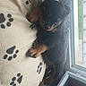 puppy, rottweiler, dog, blanket, paw_prints, window, indoor, floor, cozy, cute, young_dog, pet, animal, relaxing, fur, black, brown, sleepy, small_dog, domestic_animal