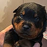 Power participe au concours pour gagner de l'argent avec cette photo : puppy, rottweiler, dog, pet, cute, animal, hand, young, small, mammal, domestic_animal, furry, portrait, indoor, brown, black, face, paw, holding, young_animal