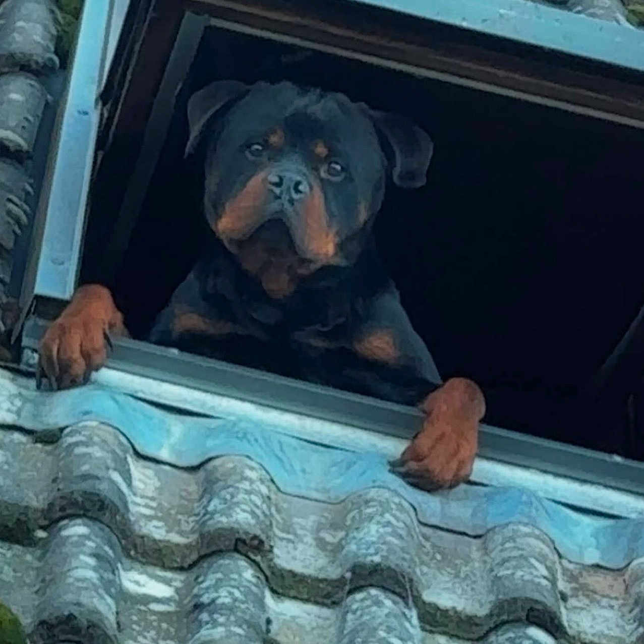 Power a rejoint le concours — aidez-le/la à gagner de superbes lots ! rottweiler, dog, animal, pet, window, roof, paw, black, brown, guard, outdoor, looking, canine, mammal, portrait, watchful, building, architecture, tile_roof, dark_background