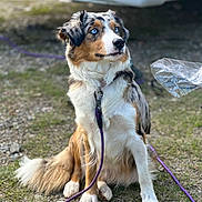Uska participe au concours pour gagner de l'argent avec cette photo : accessories, alloywheel, animal, bag, canine, car, carwheel, dog, grass, leash, machine, pet, plant, puppy, spoke, strap, tire, transportation, vehicle, wheel