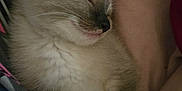 Sinatra is registered to the contest to win money with this photo: animal, blanket, calm, closeup, cozy, cute, domestic, fur, indoor, kitten, mammal, paw, peaceful, pet, relaxation, resting, sleeping, soft, whiskers, young