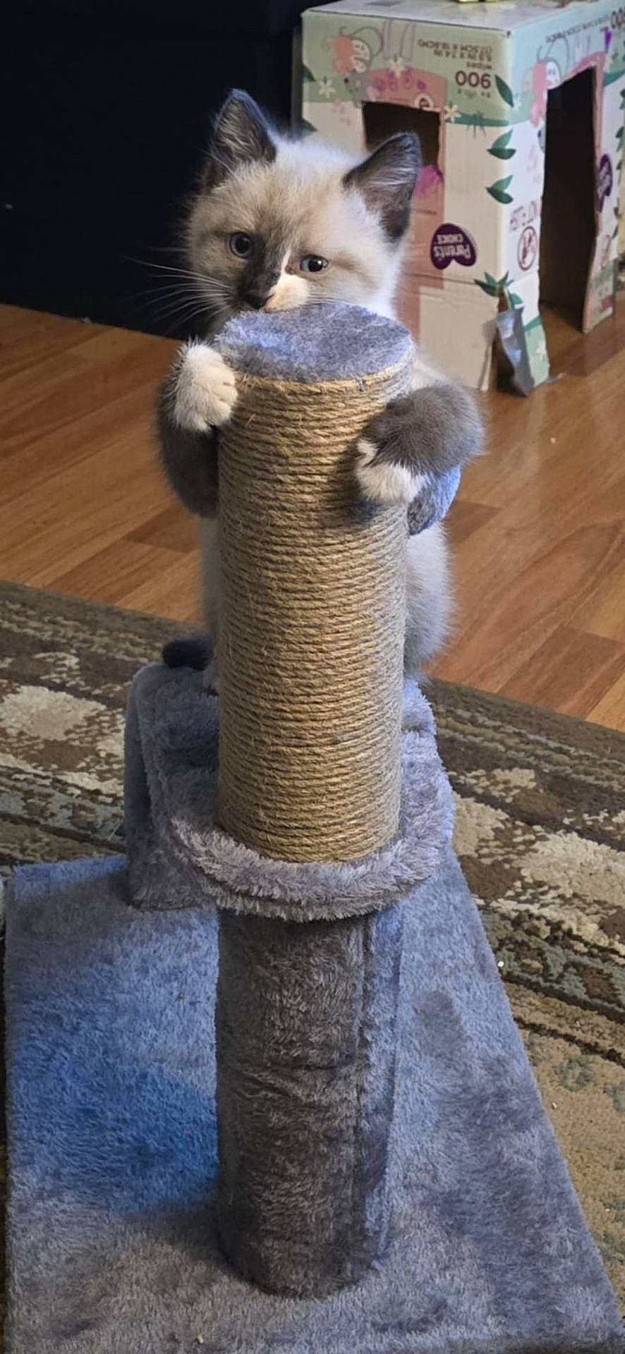 Sinatra is registered to the contest to win money with this photo: animal, cardboard_box, carpet, cat, claws, climbing, curious, cute, ears, flooring, fur, home, indoor, kitten, pet, playful, scratching_post, small, toy, whiskers