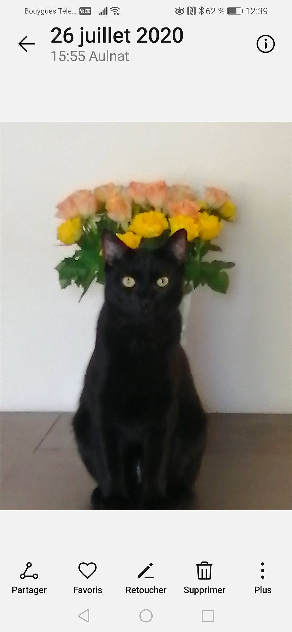 Pirate participe au concours pour gagner de l'argent avec cette photo : black_cat, bombay, carnivore, cat, domestic_short_haired_cat, eye, felidae, flower, flowering_plant, flowerpot, fur, houseplant, iris, petal, plant, small_to_medium_sized_cats, snout, tail, whiskers, window