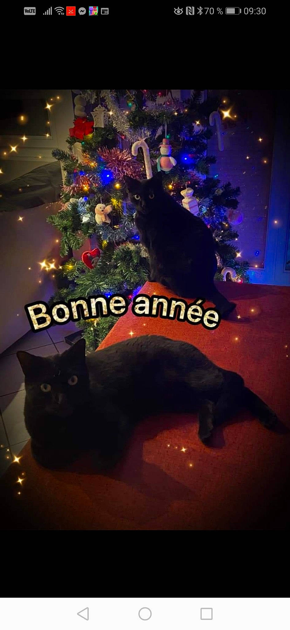 Pirate a rejoint le concours — aidez-le/la à gagner de superbes lots ! black, carnivore, cat, christmas, christmas_decoration, christmas_ornament, christmas_tree, felidae, holiday, light, mammal, midnight, organism, plant, purple, small_to_medium_sized_cats, tail, tree, vertebrate, whiskers