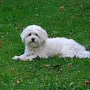 Oscar participe au concours pour gagner de l'argent avec cette photo : dog, white_dog, grass, outdoor, pet, animal, laying, fur, green, nature, leaf, cute, calm, small_dog, garden, park, mammal, relaxed, daytime, fluffy
