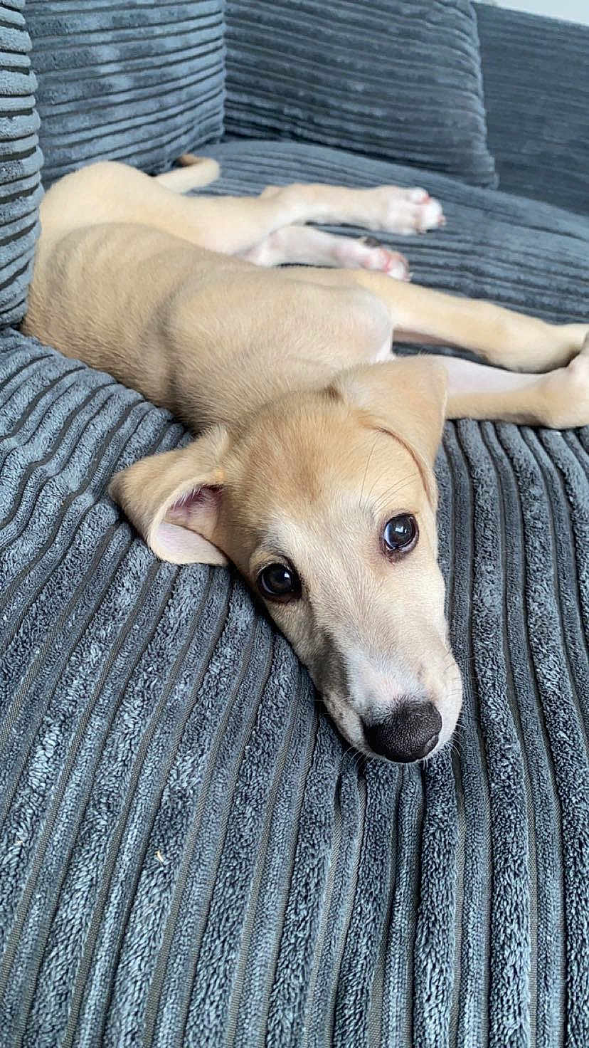 Loki