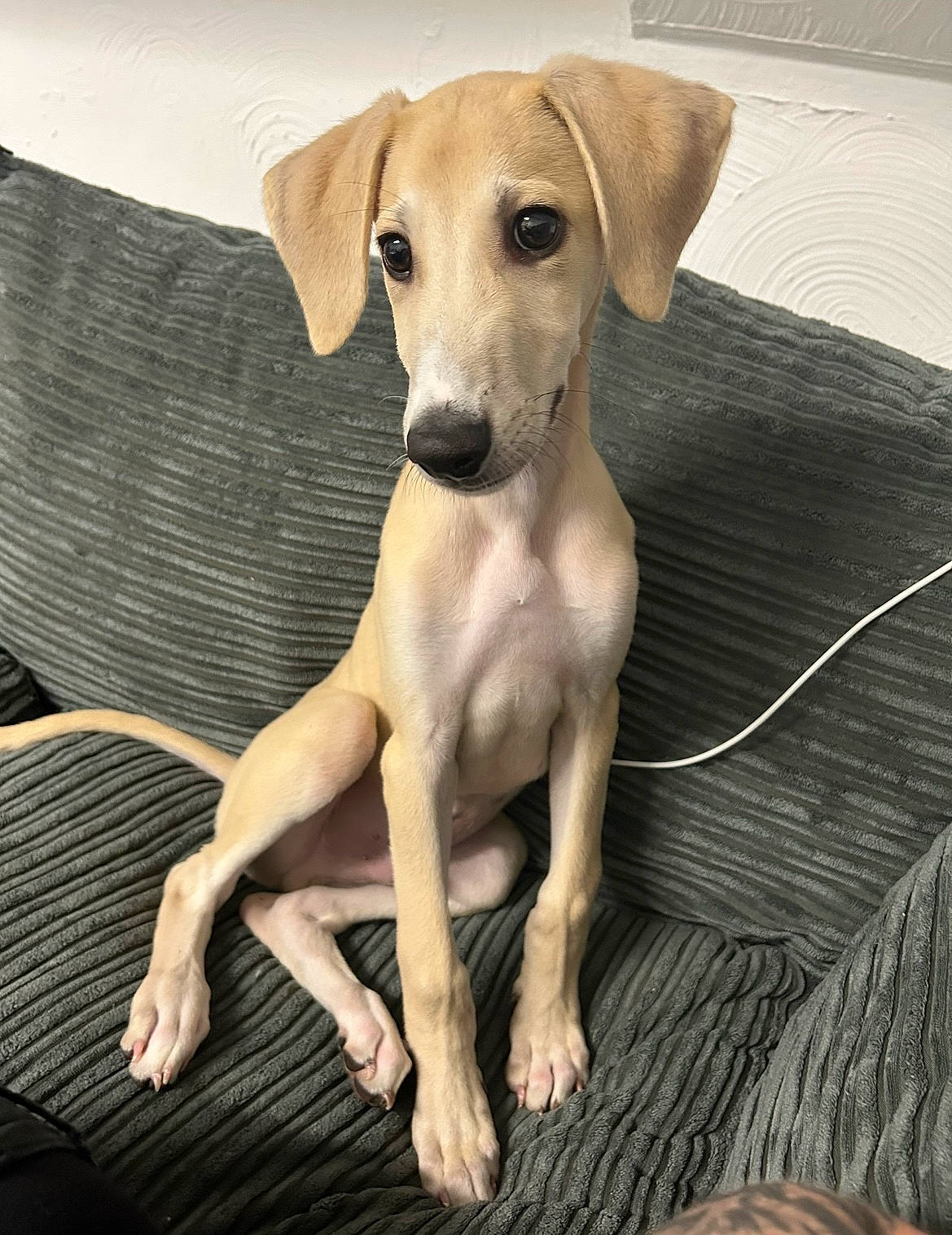 Loki is registered to the contest to win money with this photo: canidae, carnivore, chair, comfort, companion_dog, dog, dog_breed, dog_supply, fawn, flooring, hardwood, paw, pet_supply, snout, sporting_group, terrestrial_animal, toy_dog, whiskers, wood, working_animal