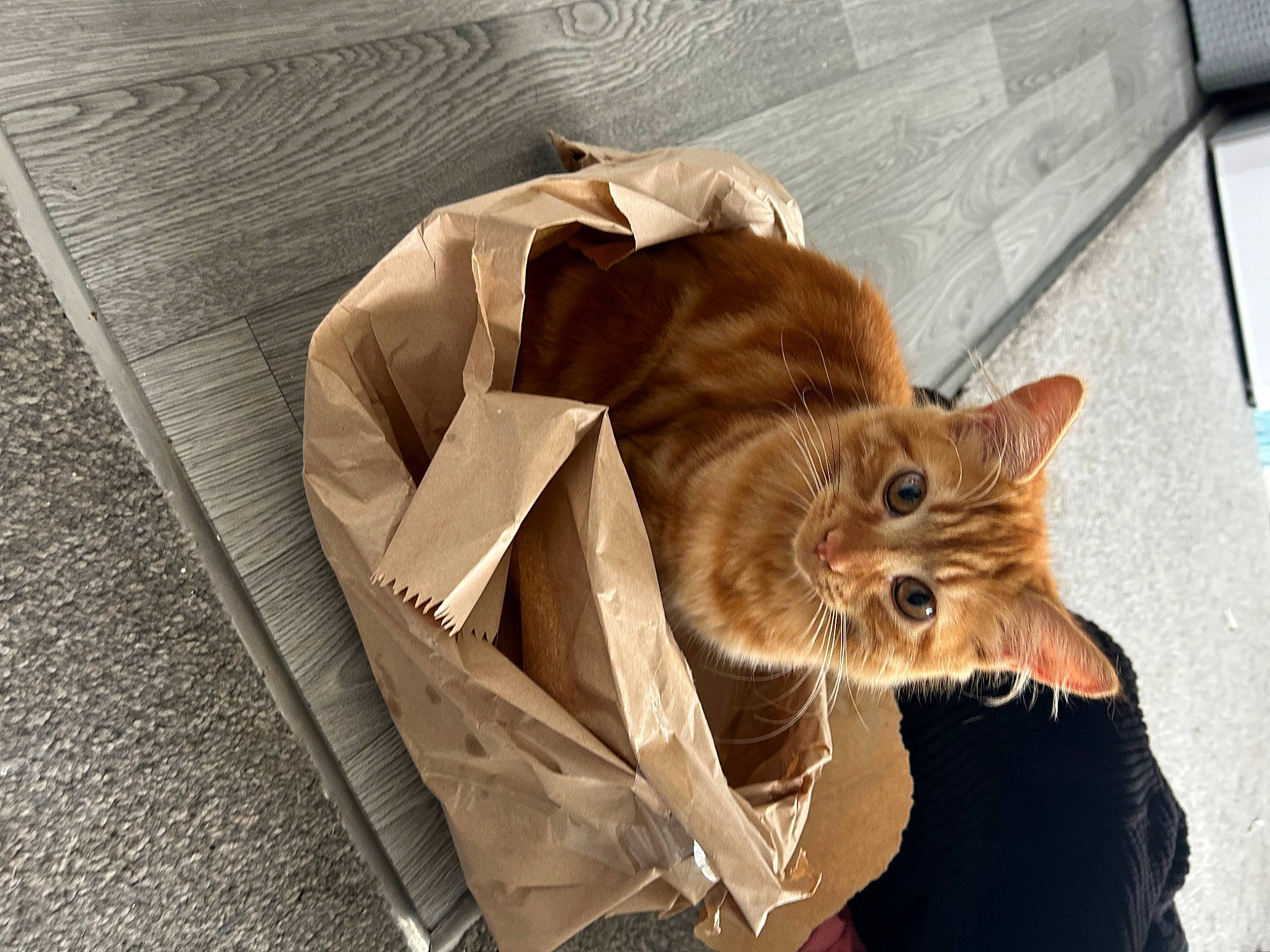 Novie joined the competition — help win amazing prizes! bag, canidae, carnivore, cat, domestic_short_haired_cat, eye, fawn, felidae, fur, plant, small_to_medium_sized_cats, snout, tail, tree, whiskers, wood