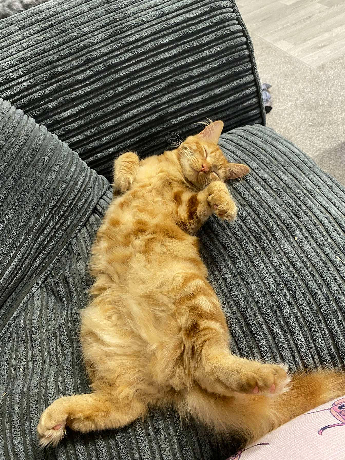 Novie joined the competition — help win amazing prizes! carnivore, cat, claw, comfort, companion_dog, dog_breed, domestic_short_haired_cat, fawn, felidae, fur, paw, sitting, small_to_medium_sized_cats, snout, sporting_group, tail, terrestrial_animal, whiskers, wildlife, wood