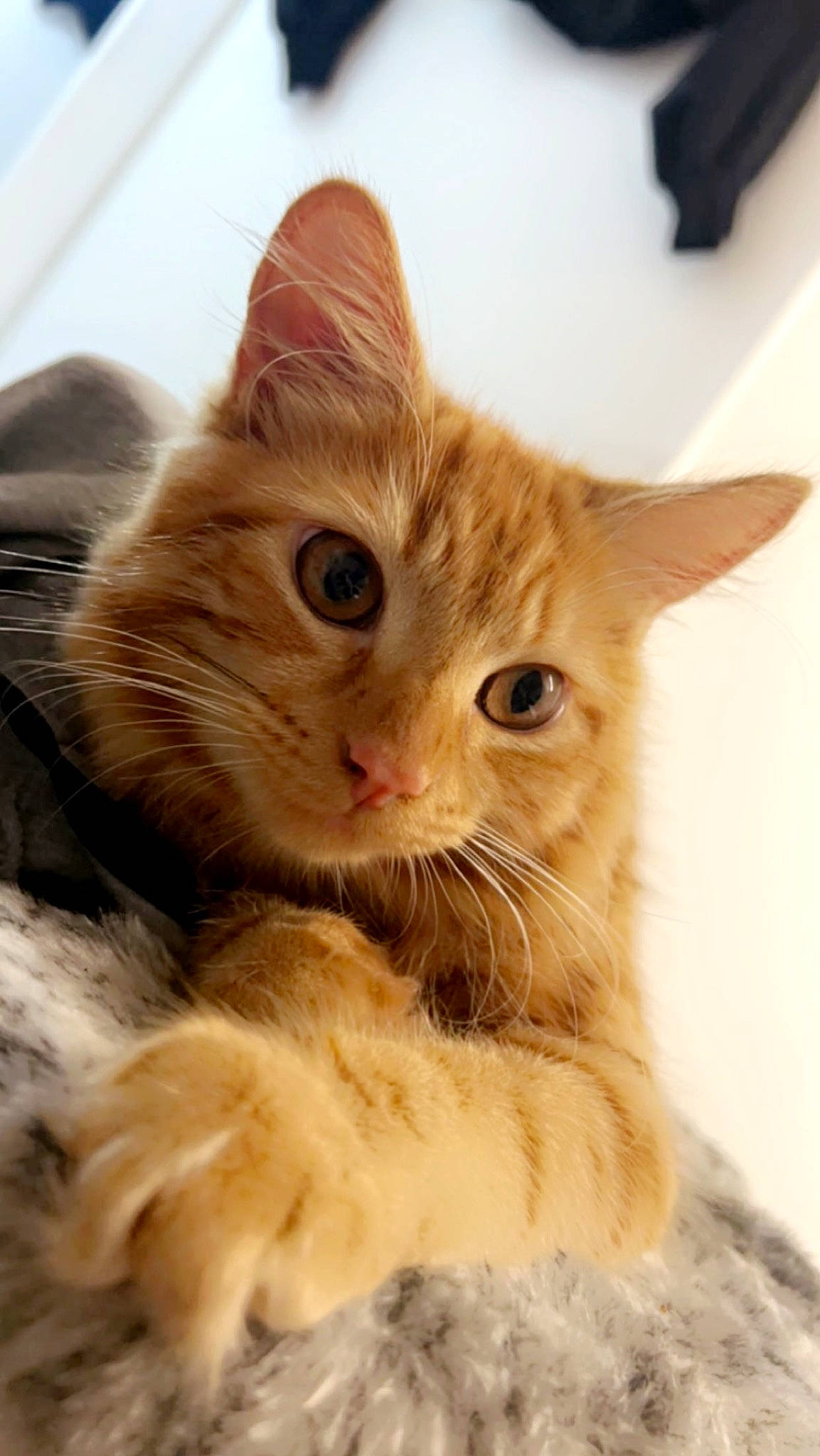 Novie is registered to the contest to win money with this photo: carnivore, cat, claw, domestic_short_haired_cat, ear, eye, fawn, felidae, fur, gesture, paw, small_to_medium_sized_cats, snout, tail, whiskers, window