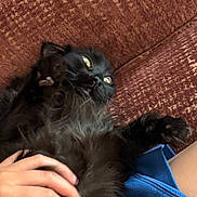 Mocha joined the competition — help win amazing prizes! black_cat, cat, pet, feline, fluffy, yellow_eyes, couch, brown_couch, hand, human_hand, indoor, relaxing, fur, whiskers, paw, close_up, domestic_animal, companion, cute, curious