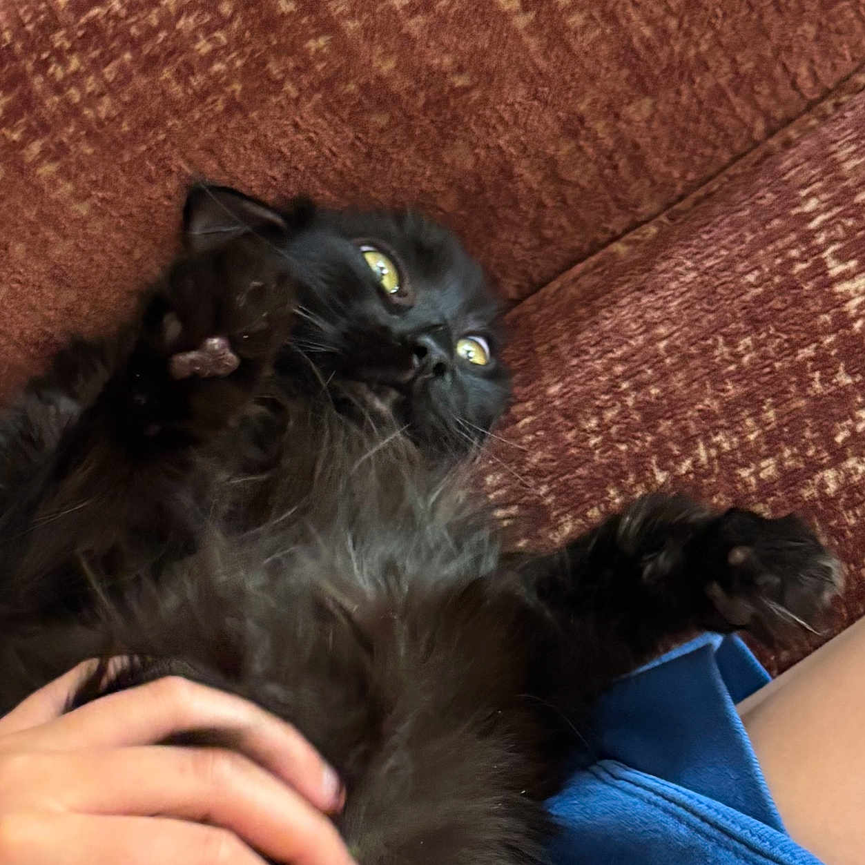 Mocha joined the competition — help win amazing prizes! black_cat, brown_couch, cat, close_up, companion, couch, curious, cute, domestic_animal, feline, fluffy, fur, hand, human_hand, indoor, paw, pet, relaxing, whiskers, yellow_eyes