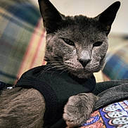 Stitch is registered to the contest to win money with this photo: animal, black_shirt, cat, close_up, colorful_pattern, cozy, domestic_animal, ears, feline, fur, gray_cat, indoor, mammal, paw, pet, plaid_background, portrait, relaxed, resting, whiskers