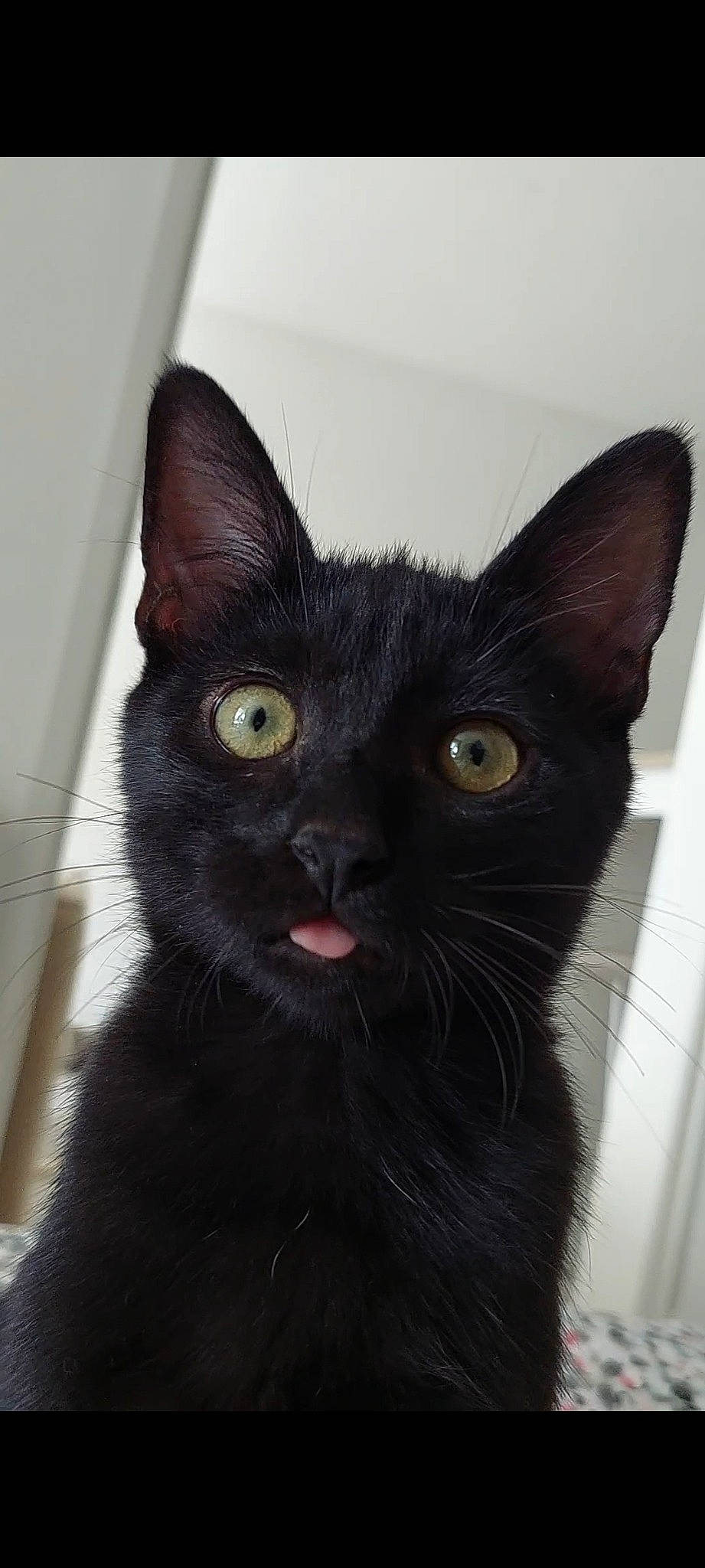 Urus a rejoint le concours — aidez-le/la à gagner de superbes lots ! black_cat, bombay, carnivore, cat, domestic_short_haired_cat, ear, felidae, fur, havana_brown, small_to_medium_sized_cats, snout, terrestrial_animal, whiskers