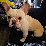 Yodi joined the competition — help win amazing prizes! dog, french_bulldog, pet, indoor, couch, ears, brown, white, fur, animal, canine, face, eyes, nose, sitting, room, furniture, blanket, striped, home