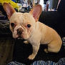 dog, french_bulldog, pet, indoor, couch, ears, brown, white, fur, animal, canine, face, eyes, nose, sitting, room, furniture, blanket, striped, home