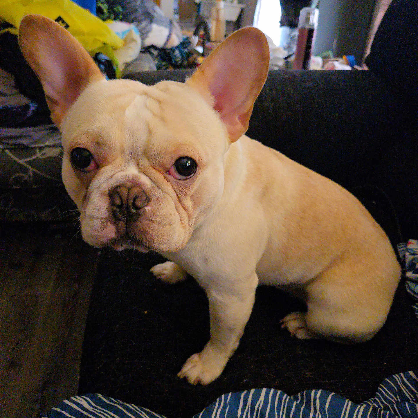 Yodi joined the competition — help win amazing prizes! animal, blanket, brown, canine, couch, dog, ears, eyes, face, french_bulldog, fur, furniture, home, indoor, nose, pet, room, sitting, striped, white