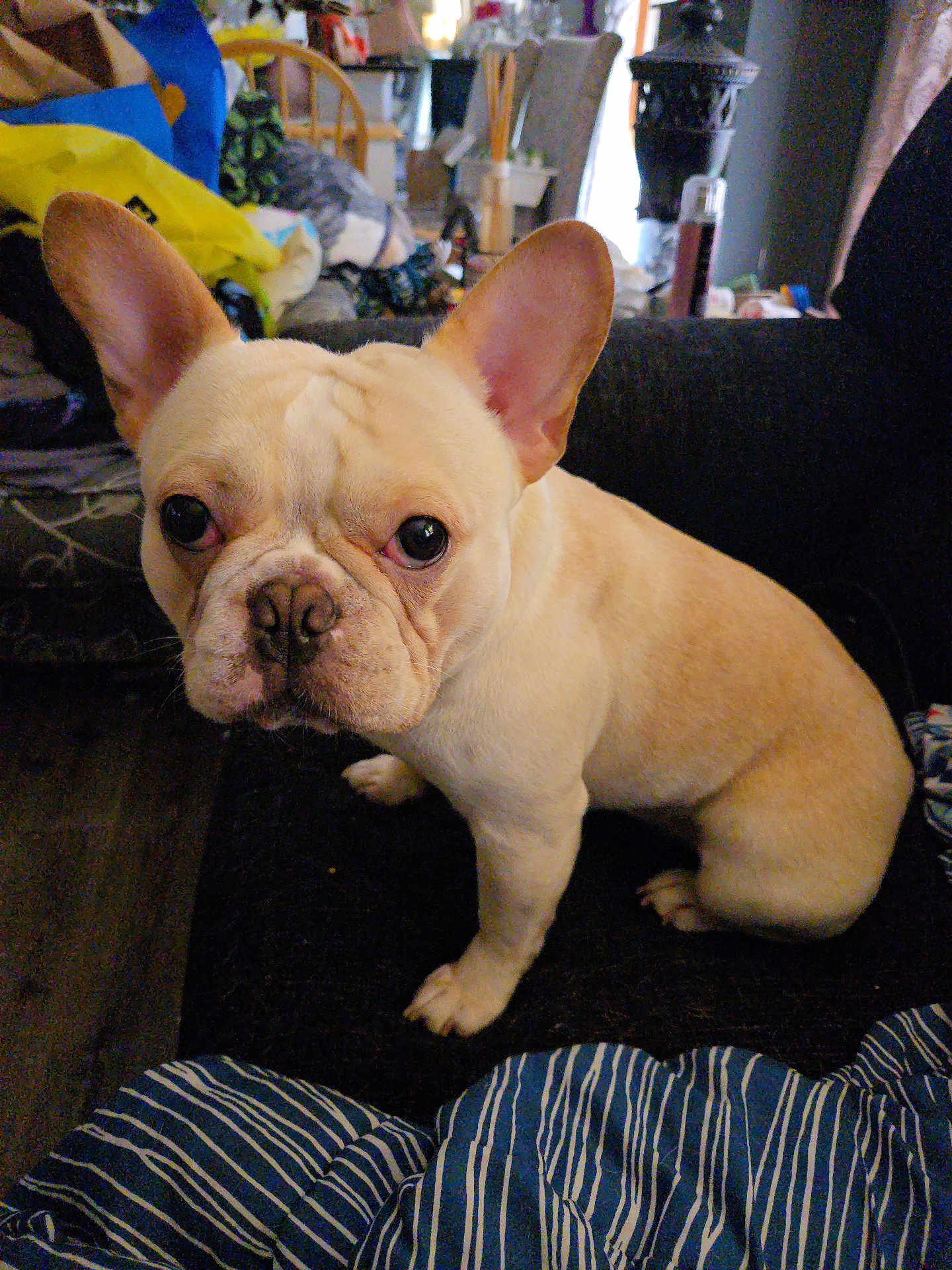 Yodi joined the competition — help win amazing prizes! dog, french_bulldog, pet, indoor, couch, ears, brown, white, fur, animal, canine, face, eyes, nose, sitting, room, furniture, blanket, striped, home