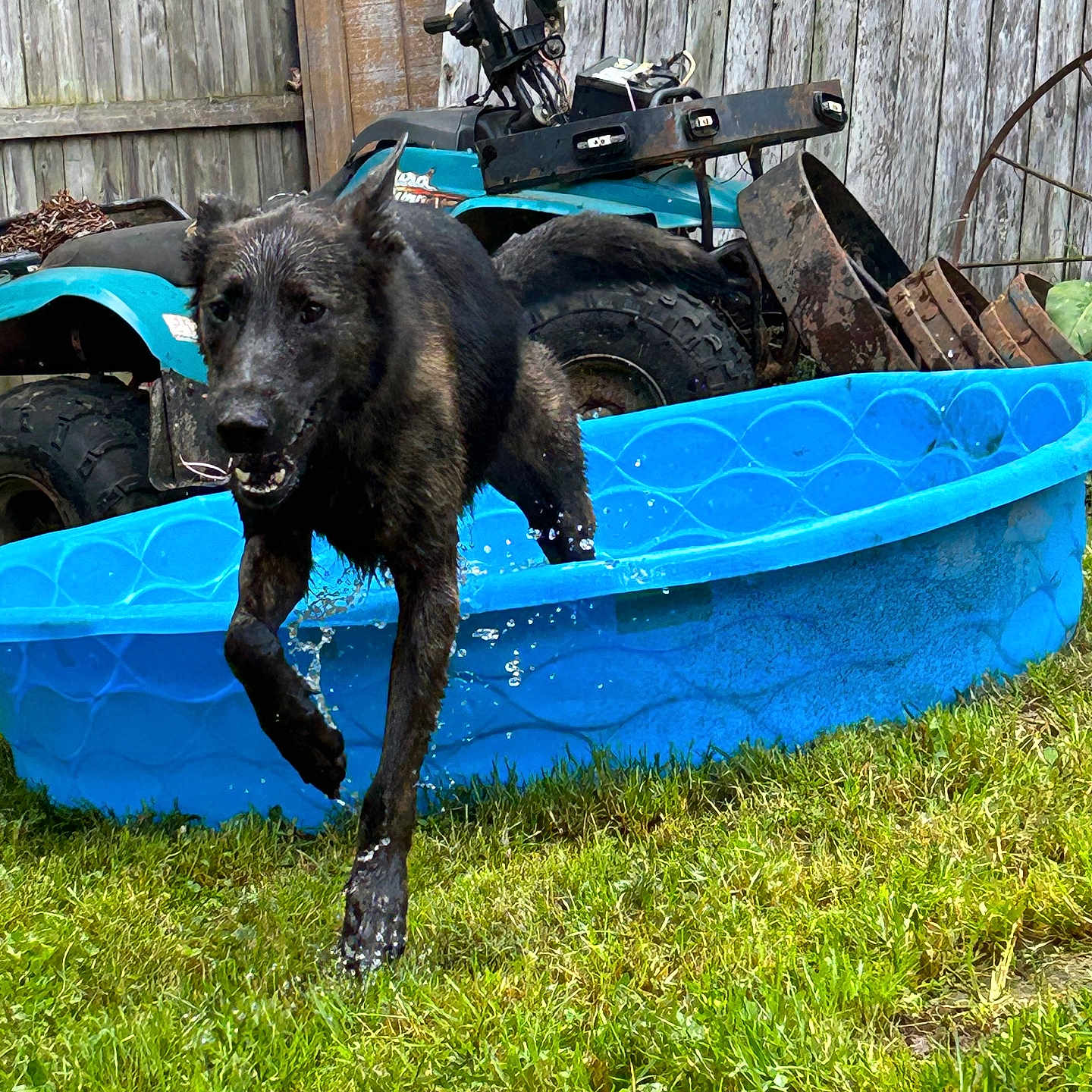 Hetty is registered to the contest to win money with this photo: animal, boat, canine, dog, grass, labradorretriever, lawn, machine, nature, outdoors, pet, plant, spoke, summer, tire, transportation, vehicle, watercraft, wheel, yard