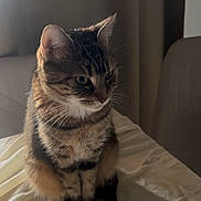 Macha participe au concours pour gagner de l'argent avec cette photo : cat, tabby, pet, animal, feline, indoor, blanket, fur, whiskers, ears, sitting, cute, cozy, soft_light, portrait, domestic, curious, resting, furniture, home