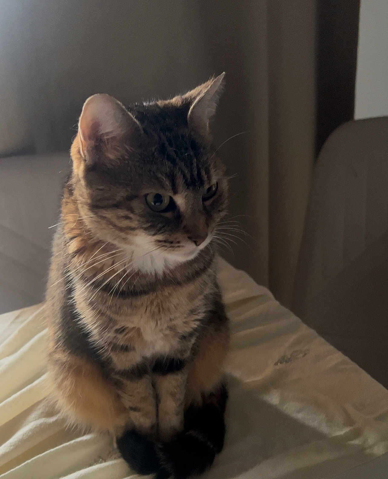 Macha participe au concours pour gagner de l'argent avec cette photo : cat, tabby, pet, animal, feline, indoor, blanket, fur, whiskers, ears, sitting, cute, cozy, soft_light, portrait, domestic, curious, resting, furniture, home