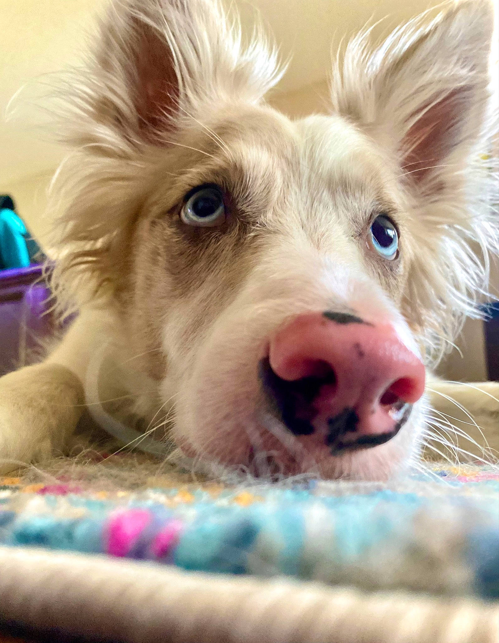 Shiro is registered to the contest to win money with this photo: canidae, carnivore, companion_dog, dog, dog_breed, dog_supply, ear, eye, fawn, fur, grass, happy, jaw, livestock, paw, snout, suidae, terrestrial_animal, terrier, whiskers