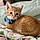 Oliver