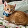 Oliver