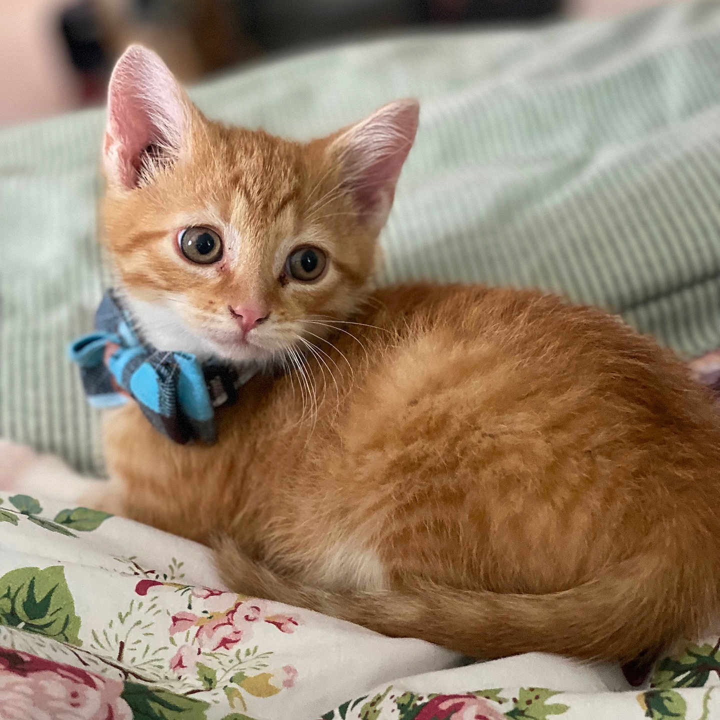 Oliver