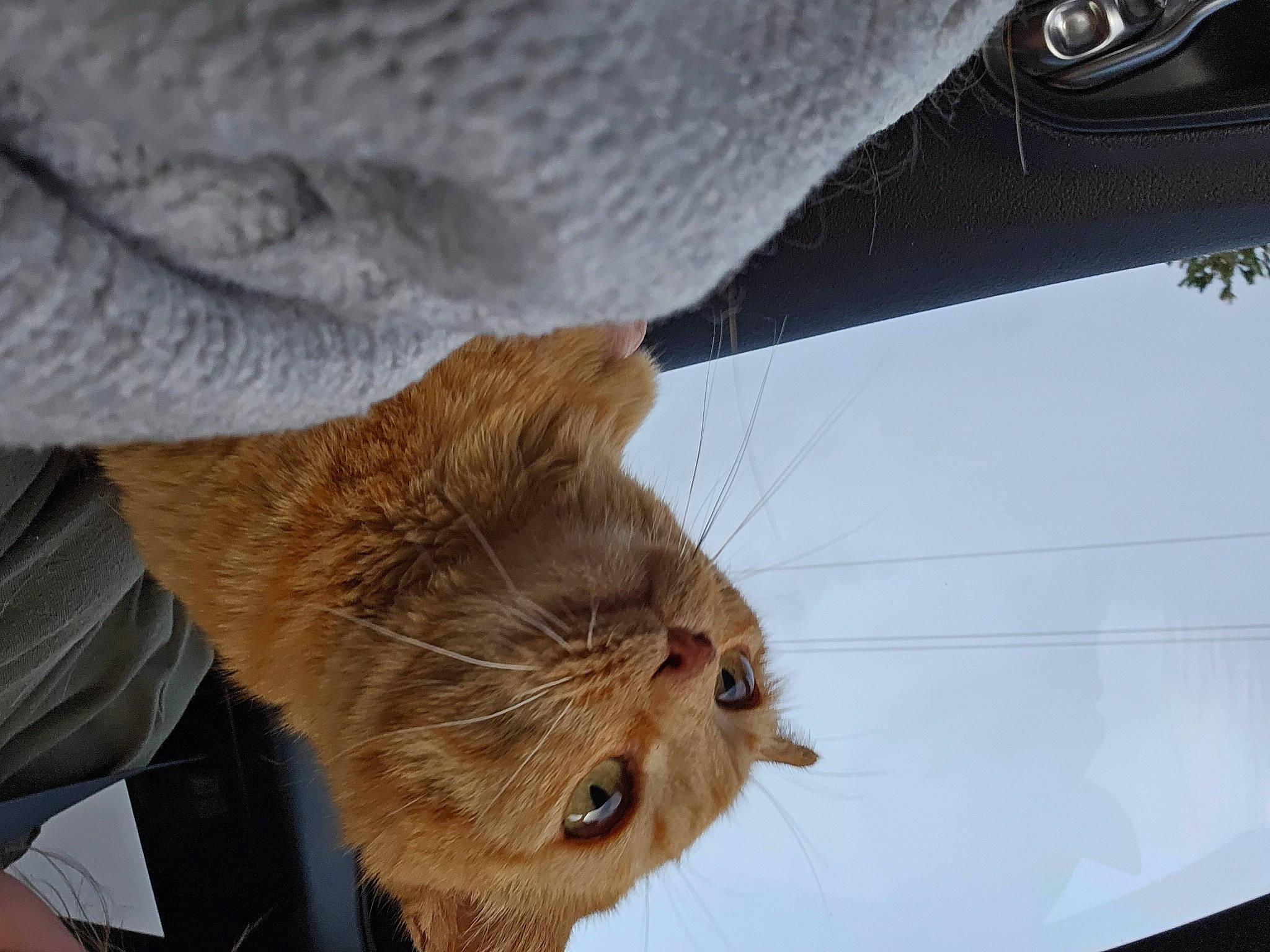 Pumpkin joined the competition — help win amazing prizes! carnivore, cat, claw, devon_rex, domestic_short_haired_cat, fawn, felidae, fur, sky, small_to_medium_sized_cats, tail, terrestrial_animal, whiskers, wildlife, wood, wrinkle