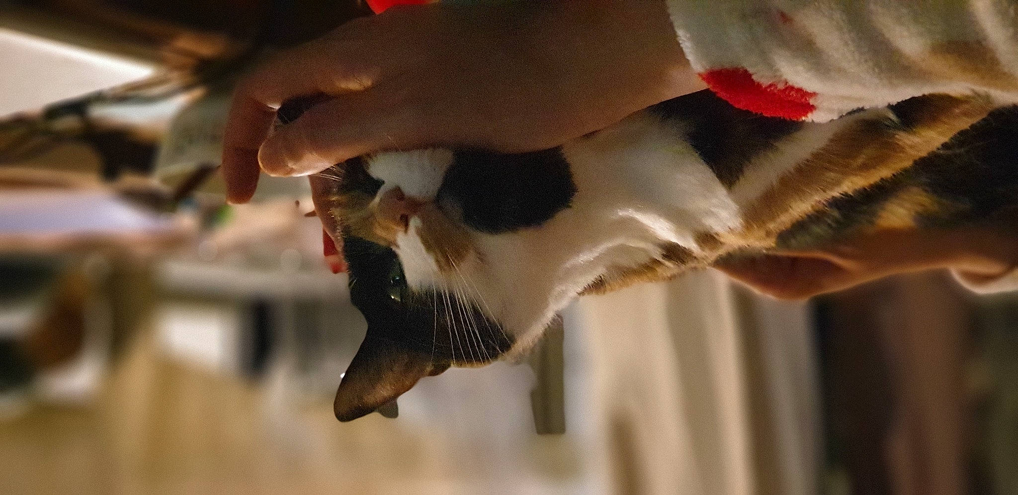 Chataigne participe au concours pour gagner de l'argent avec cette photo : beak, canidae, carnivore, claw, companion_dog, dog_breed, fawn, felidae, finger, foot, fur, gesture, hand, nail, paw, small_to_medium_sized_cats, snout, tail, whiskers, wing