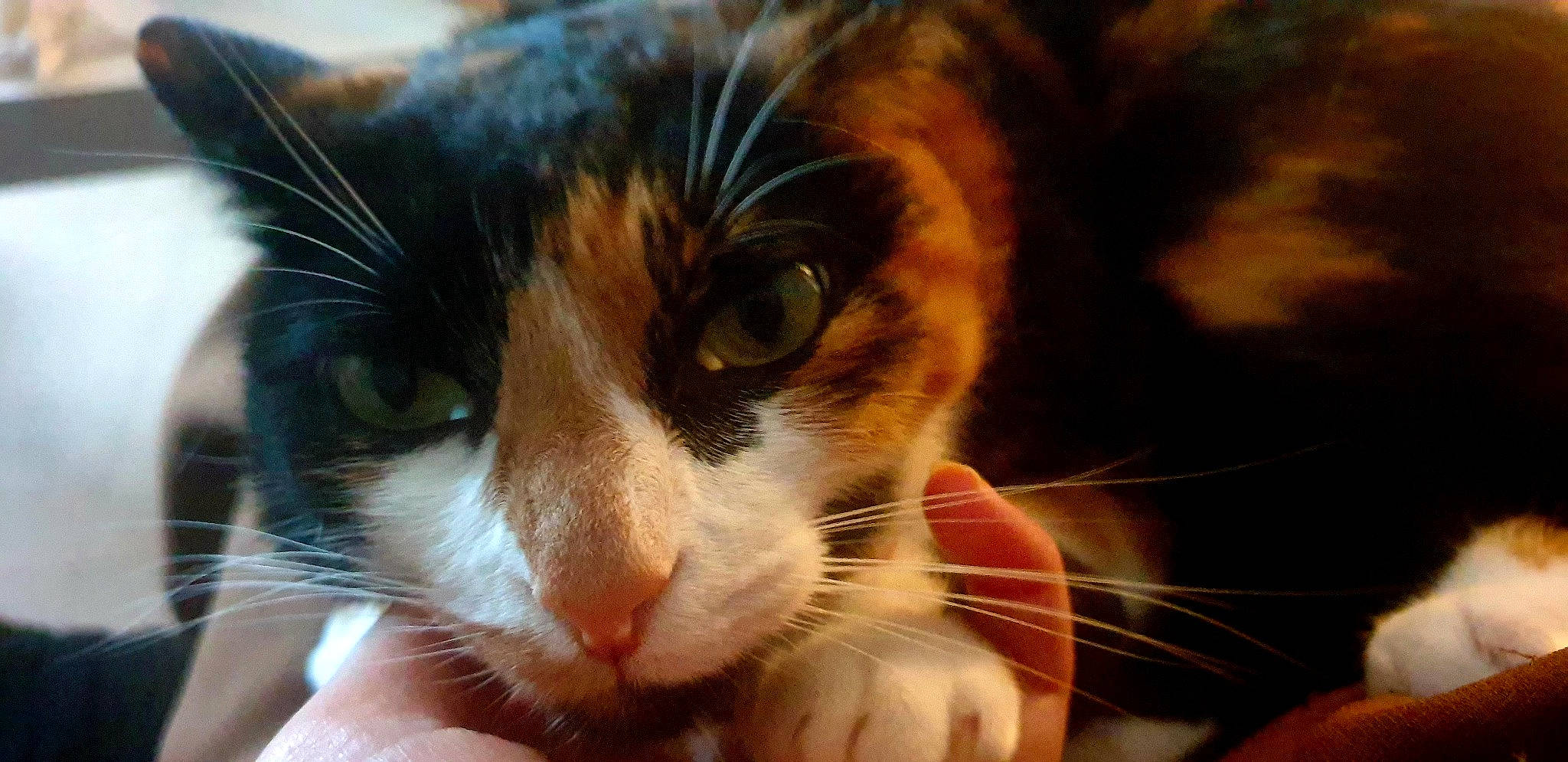 Chataigne a rejoint le concours — aidez-le/la à gagner de superbes lots ! carnivore, cat, close_up, domestic_short_haired_cat, ear, eye, eyelash, fawn, felidae, fur, hair, head, iris, nose, paw, small_to_medium_sized_cats, snout, tree, whiskers, window