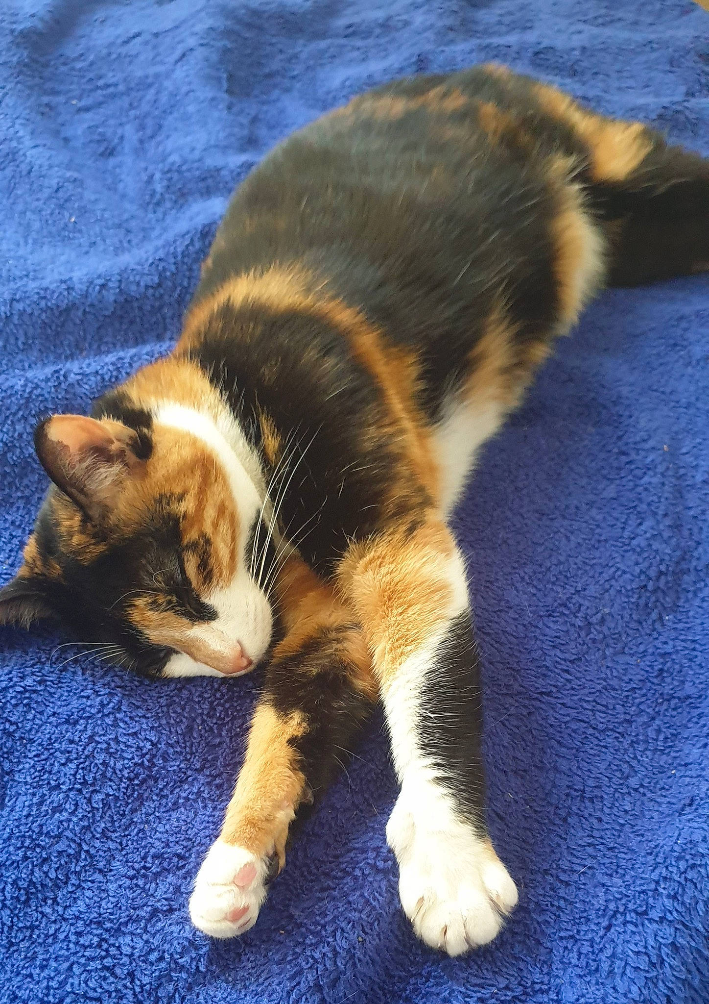 Chataigne a rejoint le concours — aidez-le/la à gagner de superbes lots ! carnivore, cat, claw, comfort, dog_breed, domestic_short_haired_cat, electric_blue, felidae, flooring, foot, fur, human_leg, mammal, paw, small_to_medium_sized_cats, snout, tail, terrestrial_animal, vertebrate, whiskers