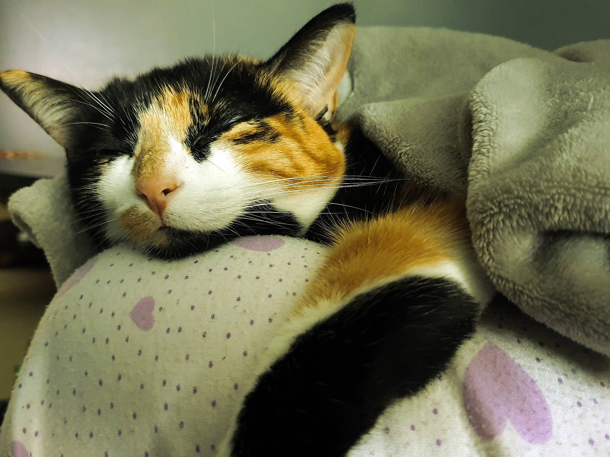 Chataigne a rejoint le concours — aidez-le/la à gagner de superbes lots ! carnivore, cat, cat_supply, claw, comfort, domestic_short_haired_cat, eye, felidae, fur, linens, nap, pattern, paw, sitting, sleep, small_to_medium_sized_cats, snout, tail, textile, whiskers