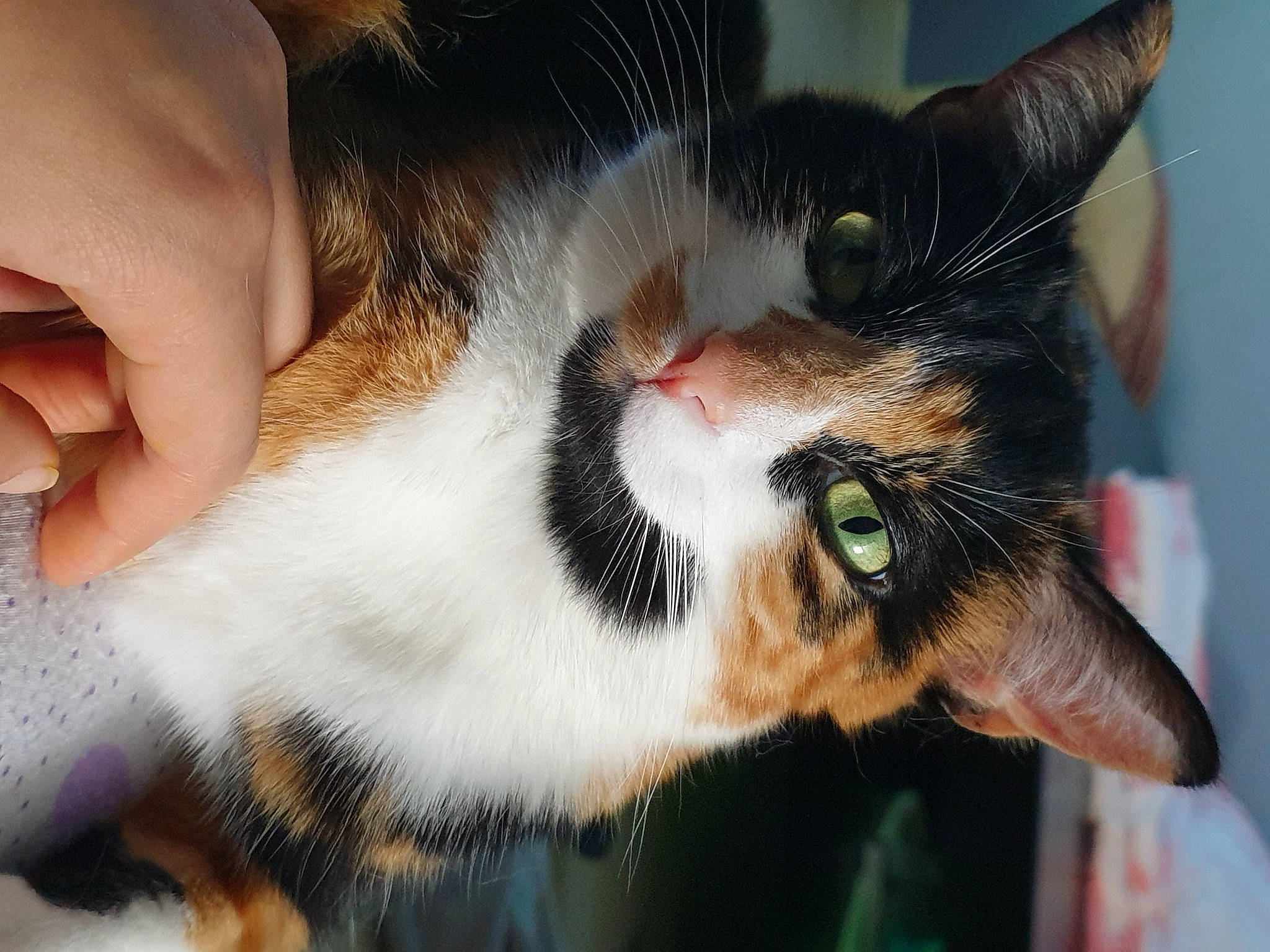 Chataigne a rejoint le concours — aidez-le/la à gagner de superbes lots ! beard, carnivore, cat, claw, close_up, domestic_short_haired_cat, ear, felidae, fur, moustache, nose, paw, small_to_medium_sized_cats, snout, tail, whiskers