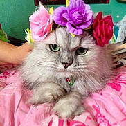 Chloe is registered to the contest to win money with this photo: