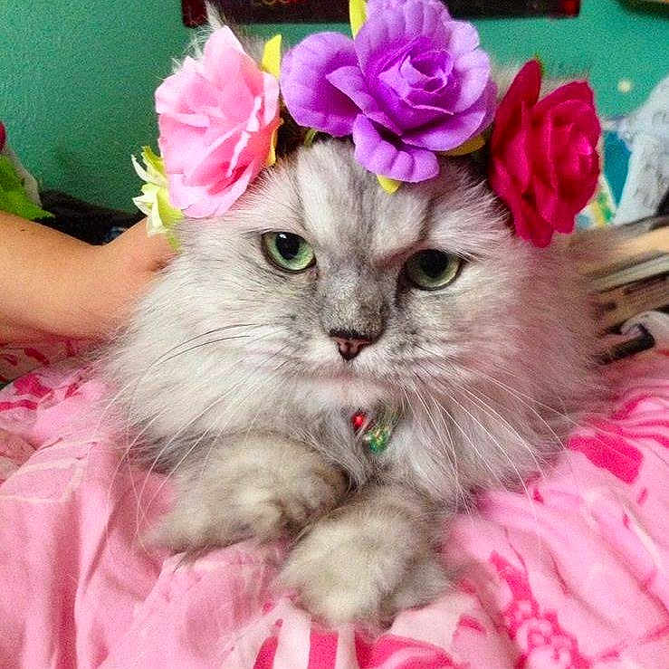 Chloe is registered to the contest to win money with this photo: