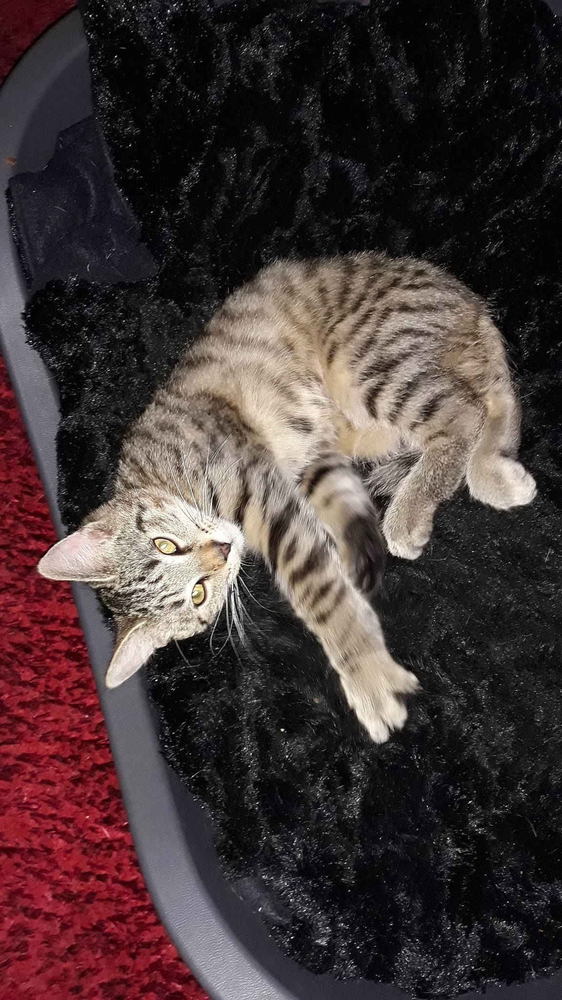 Bouba a rejoint le concours — aidez-le/la à gagner de superbes lots ! american_shorthair, american_wirehair, asian, california_spangled, carnivore, cat, domestic_short_haired_cat, dragon_li, egyptian_mau, european_shorthair, felidae, kitten, mammal, ocicat, small_to_medium_sized_cats, tabby_cat, tail, toyger, whiskers, wild_cat