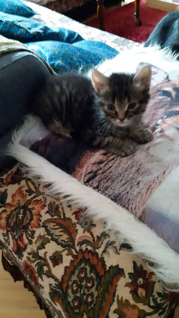 Zorro participe au concours pour gagner de l'argent avec cette photo : bag, bedding, carnivore, cat, cat_bed, cat_supply, claw, cloud, comfort, domestic_short_haired_cat, felidae, fur, linens, pattern, paw, small_to_medium_sized_cats, tail, textile, tree, whiskers