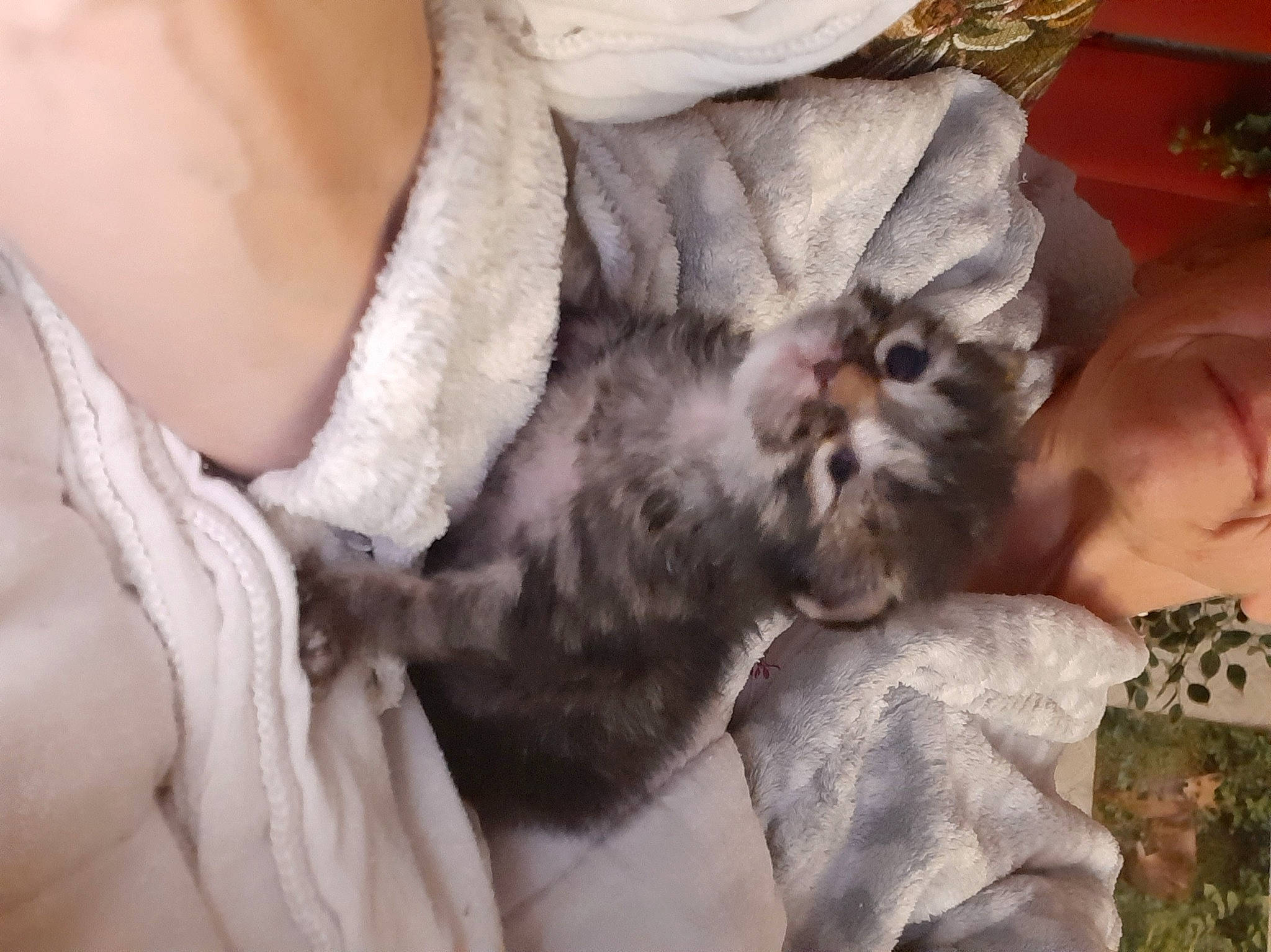 Zorro participe au concours pour gagner de l'argent avec cette photo : british_longhair, canidae, carnivore, cat, claw, comfort, companion_dog, domestic_short_haired_cat, fawn, felidae, fur, gesture, grey, paw, small_to_medium_sized_cats, tail, whiskers