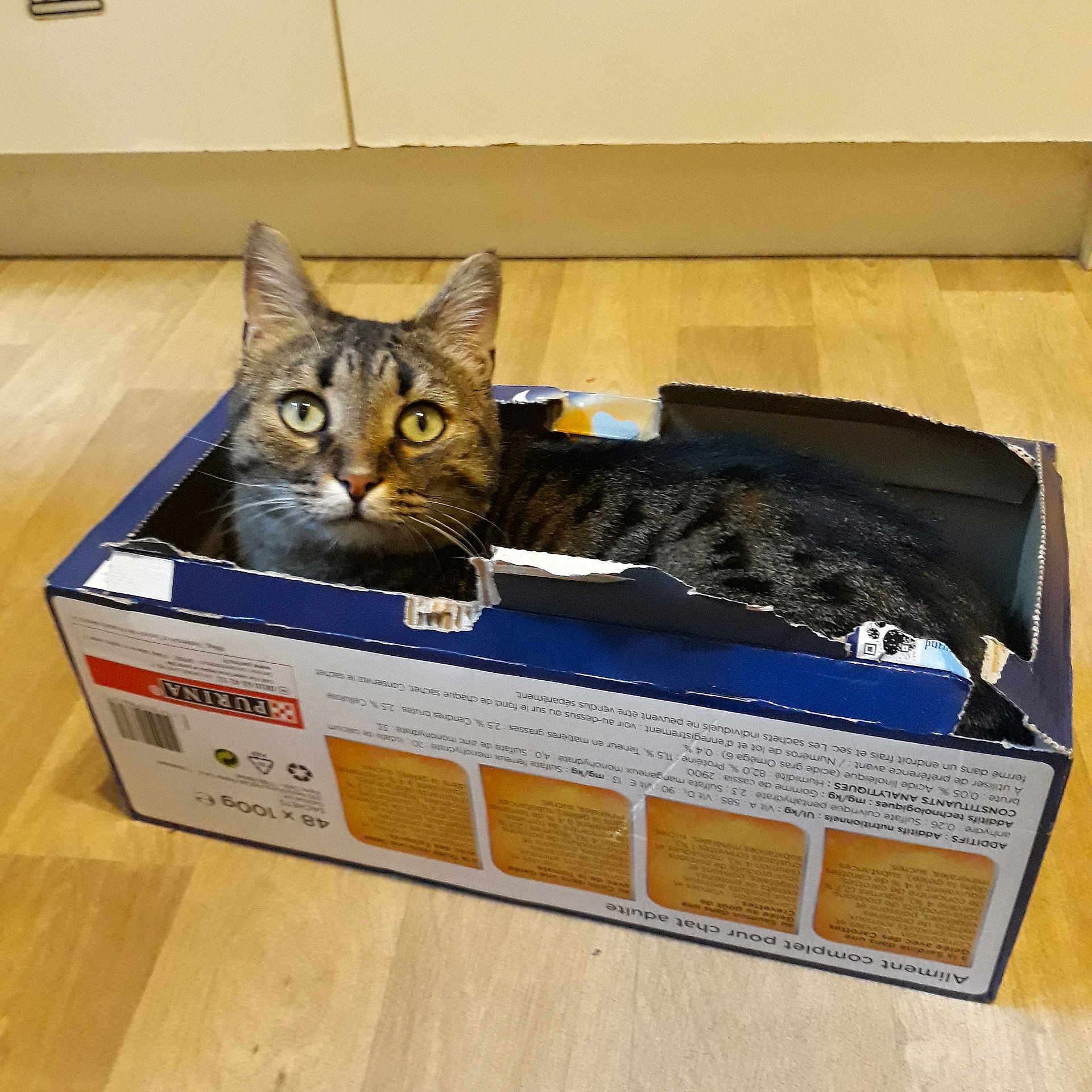 Nounours participe au concours pour gagner de l'argent avec cette photo : cat, cat_like_mammal, small_to_medium_sized_cats, technology